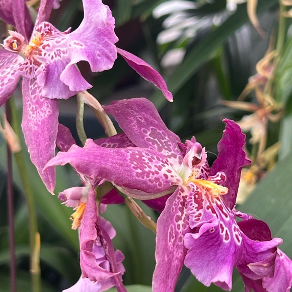 ❤️ LIKE to be notified when I go LIVE ❤️ - Picture 5 of 16